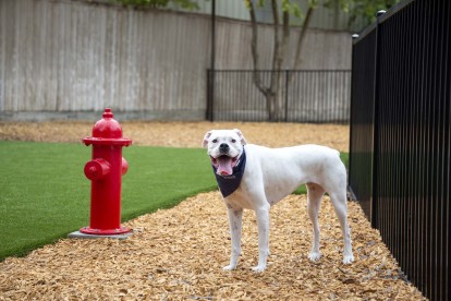 Dog park at Camden Holly Springs Apartments in Houston, TX