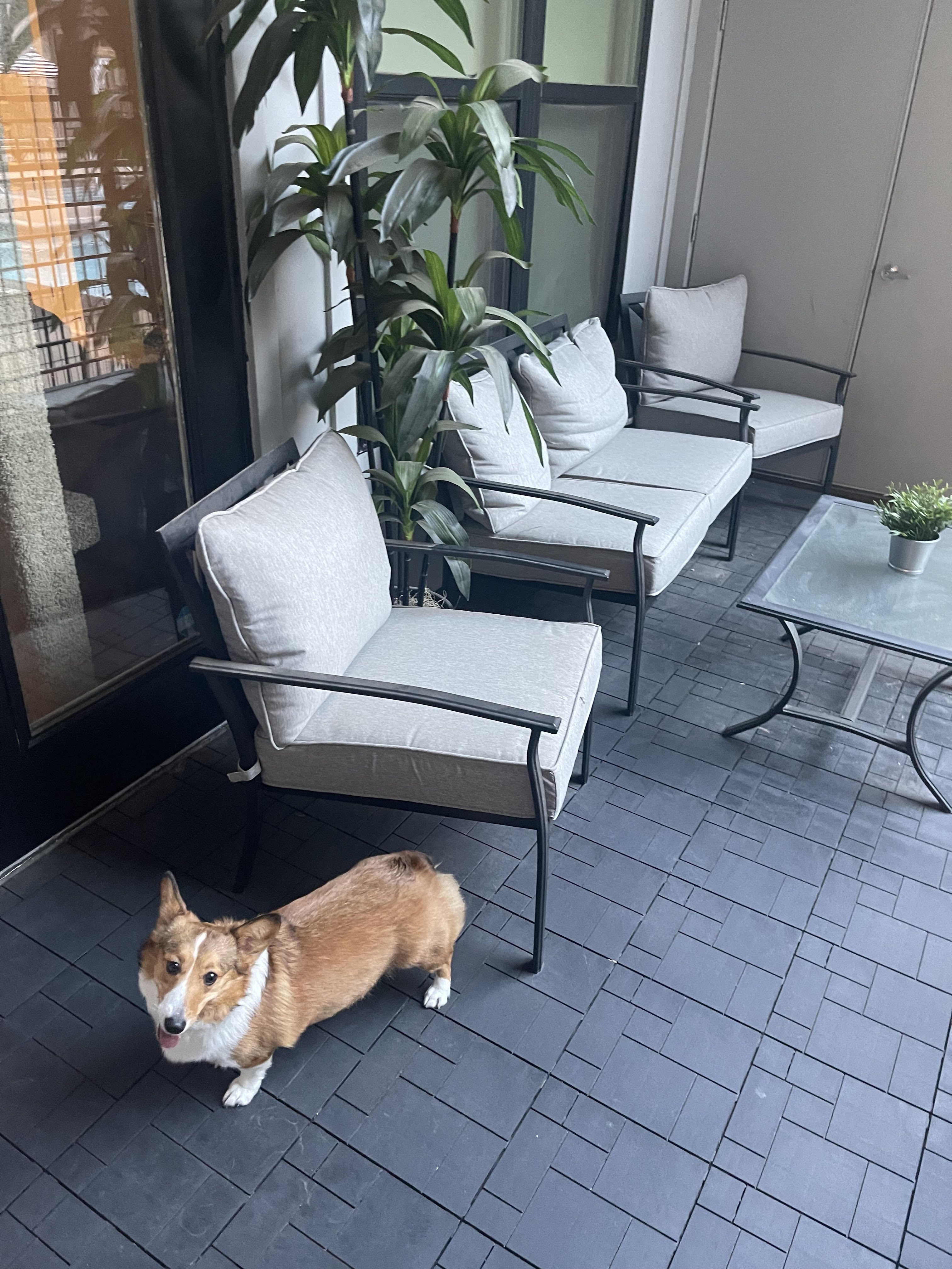 Dog on patio, patio furniture, balcony, dog on balcony, patio decor 
photo courtesy of Bobby Sheppard, blogger