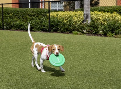 Dog park and happy dogs