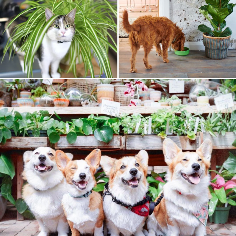 Pet Friendly Plants