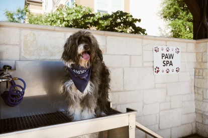 Outdoor paw spa pet wash station