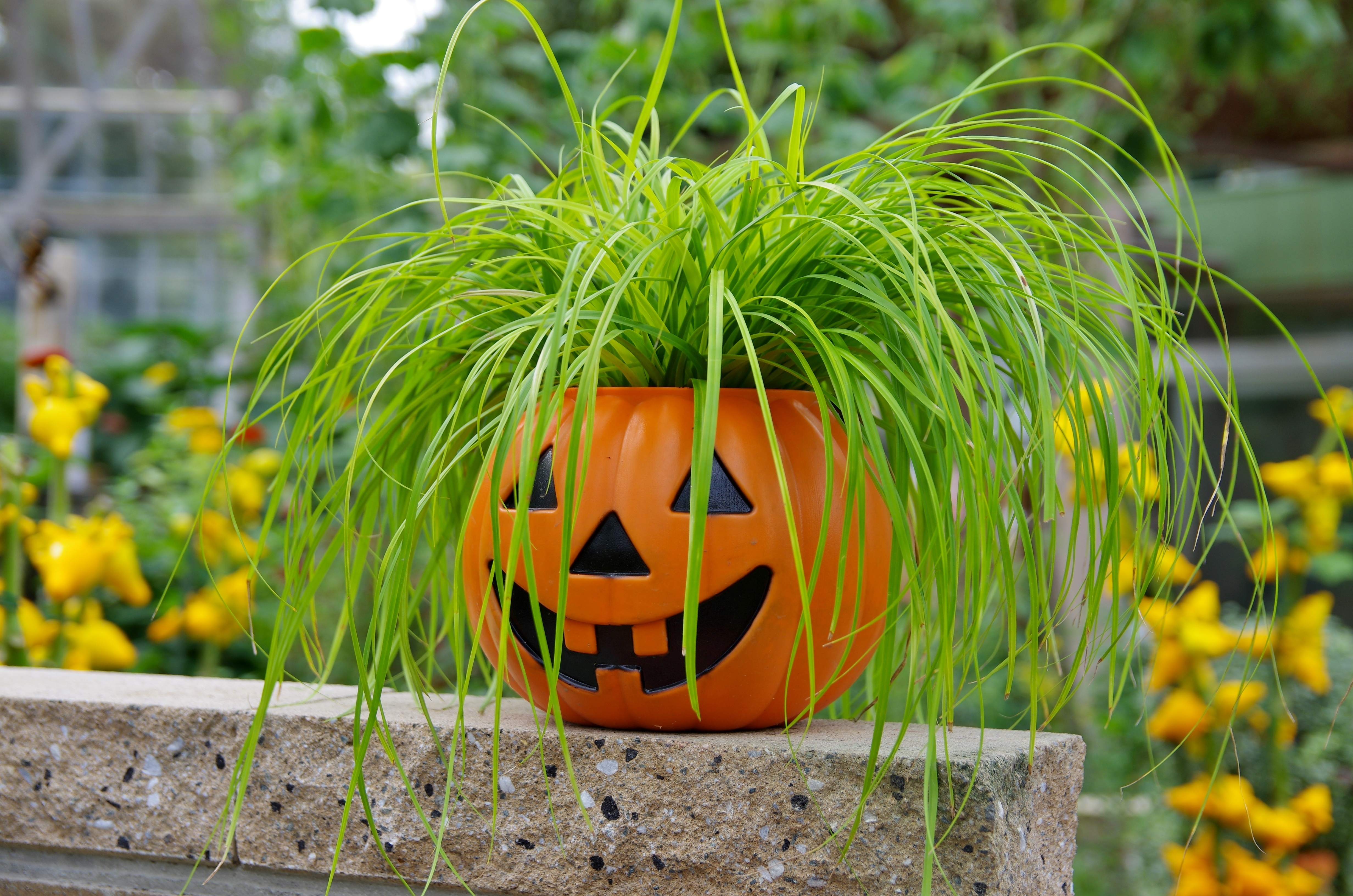 https://www.shutterstock.com/image-photo/halloween-haunted-pumpkin-500857225?trackingId=aac652ce-cd4d-43b2-b074-c29a1df881a1&listId=searchResults