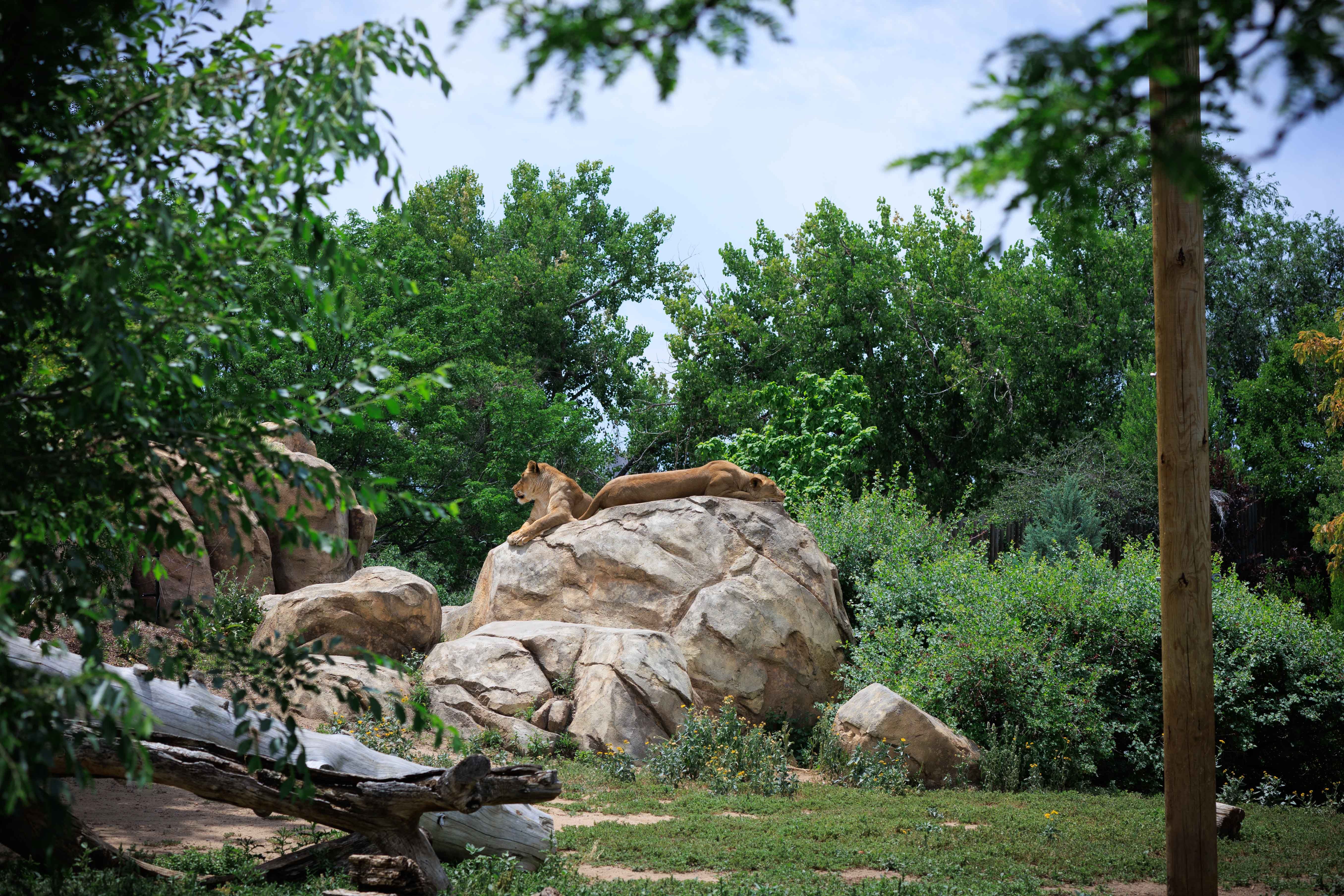 Denver Zoo Lions
https://www.pexels.com/photo/lioness-resting-on-rock-in-lush-zoo-setting-38331577/