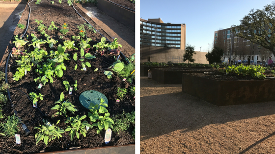 Community garden in Levy Park in Houston