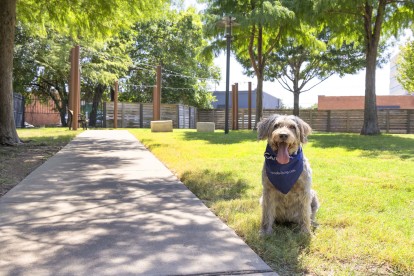 Dog park with sidewalk and string lights at Camden Design District apartments in Dallas, TX