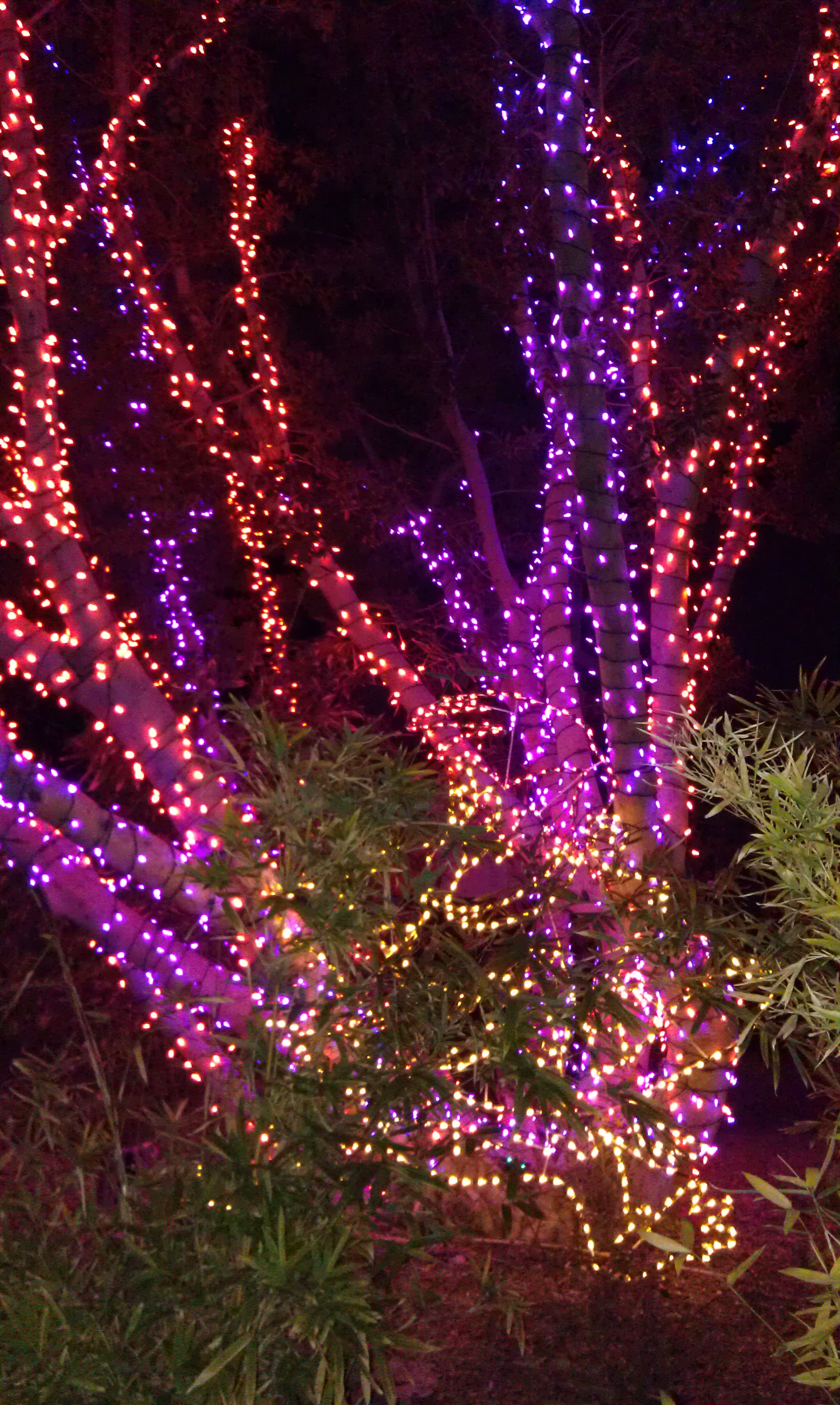 Zoo Lights - Phoenix Zoo