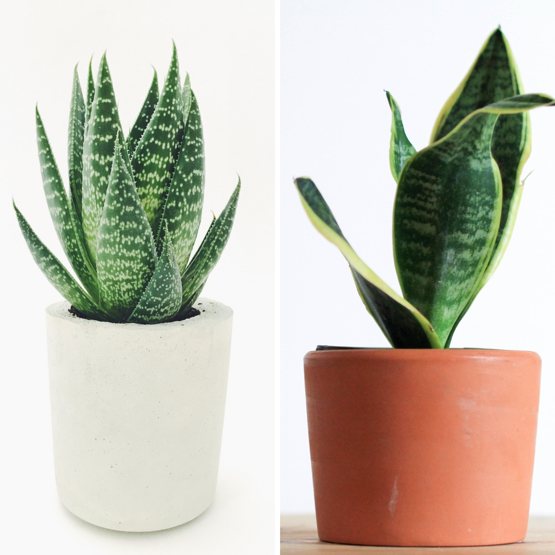 apartment-plants-aloe-vera-snake-plant