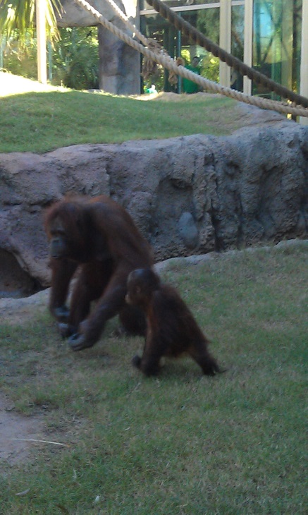 Orangutans 