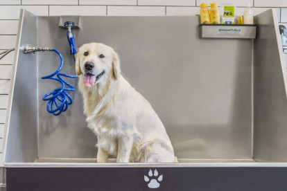Paw spa with pet wash station