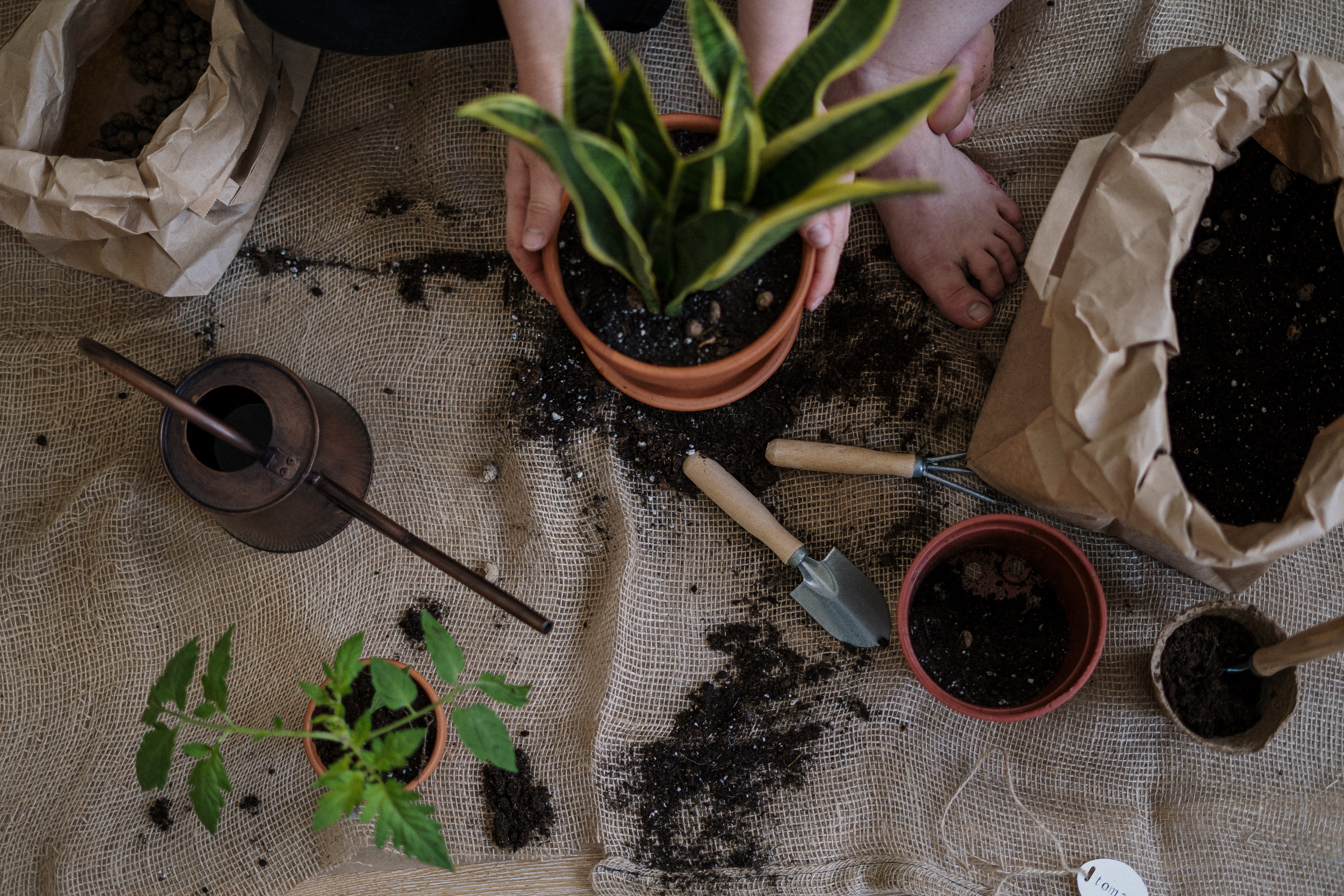 Plants, planting a plant, repotting a plant, indoor planting, soil, indoor garden
pexels-cottonbro-4503267