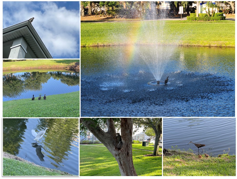 Wildlife mosaic: top right clockwise, anhinga resting under a water fountain;, pond heron looking for food, common squirrel eating at a tree, great egret taking fly, family of Mottled ducks near a pond,  red shouldered hawk perched at a building.