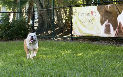 Dog park for our four legged resdents