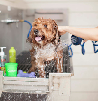 Dog wash area at community