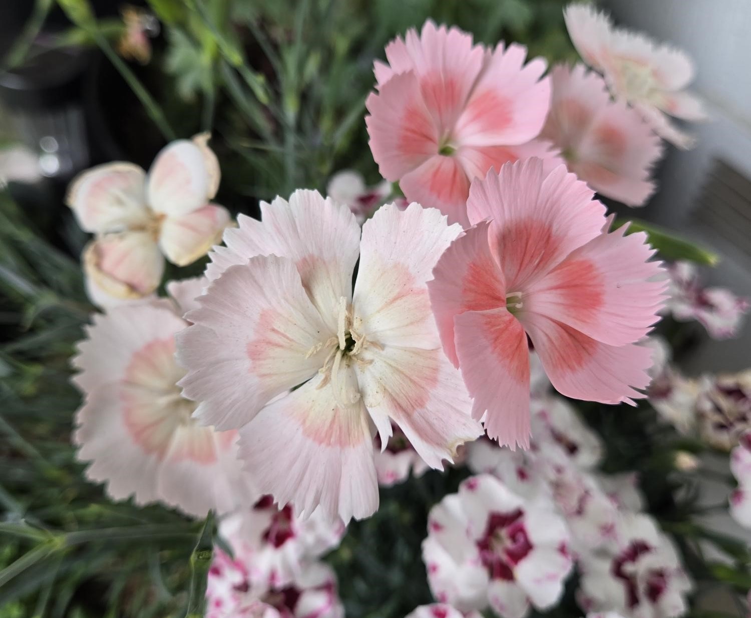 Georgia Peach Pie Dianthus flower, pink and white flower : taken by Monique Ardans-Vidaurri, personal photo