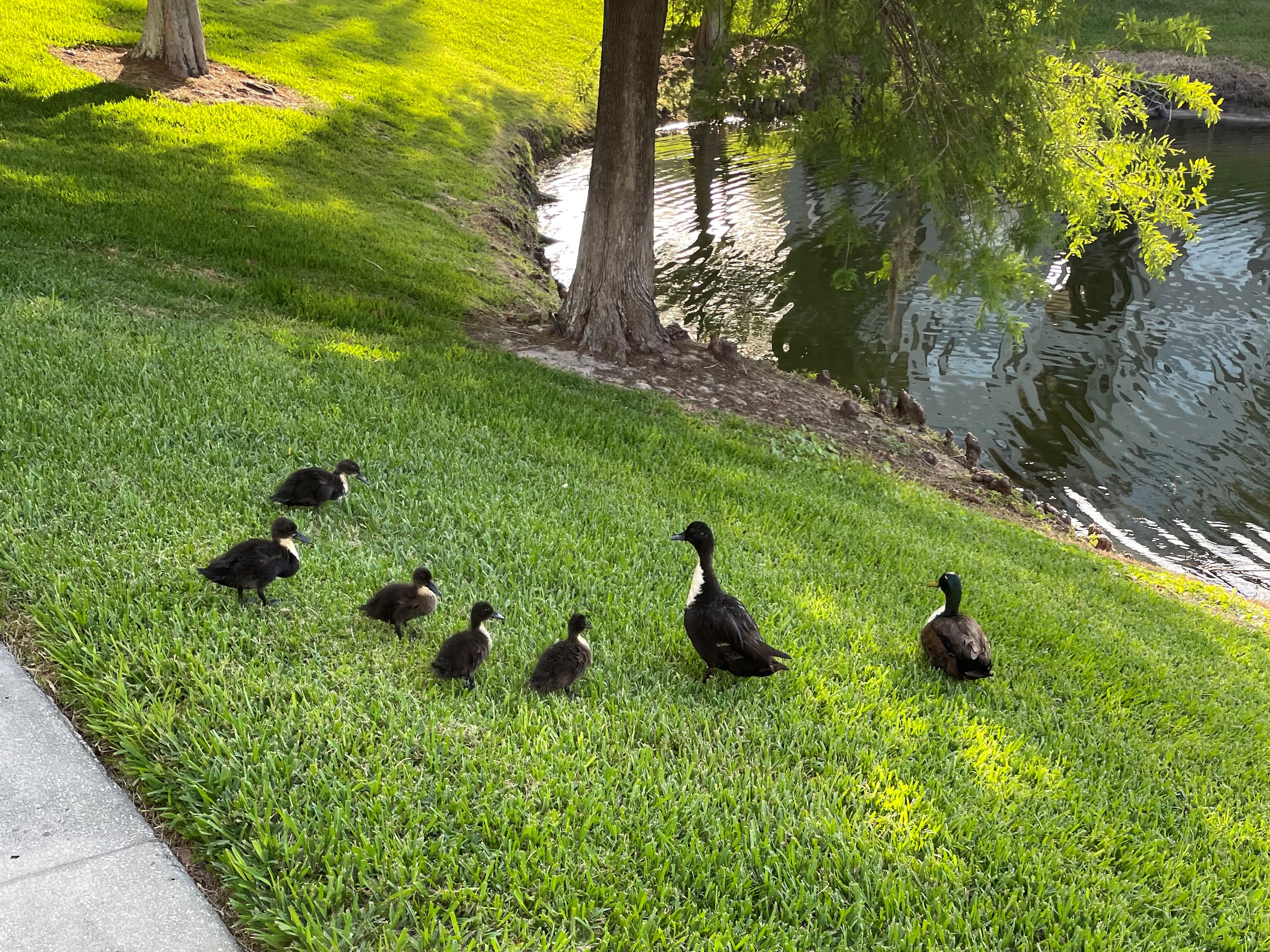 Duck family hanging up near pond, photo by blogger Esteban Langer
