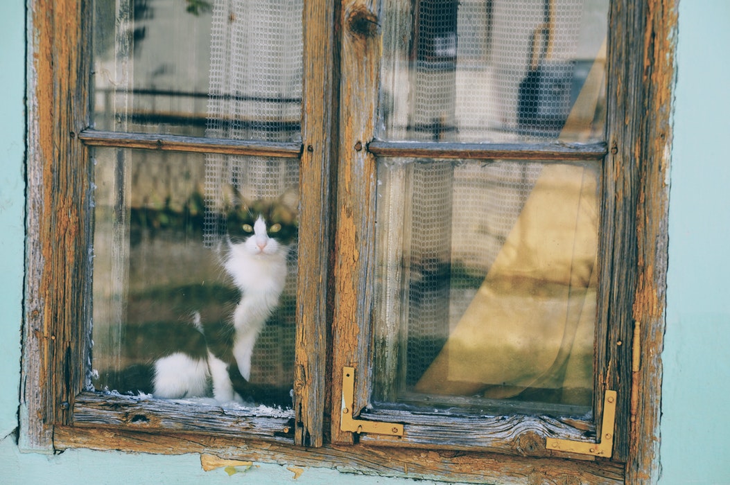 apartment-fun-for-your-cat-windows-windowsill