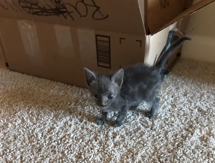 Mousse helping me finish unpacking!