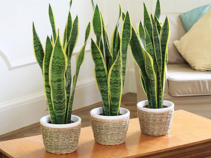 snake-plant-best-apartment-plants