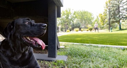 Dog park pet friendly community  at Camden Denver West Apartments in Golden, CO
