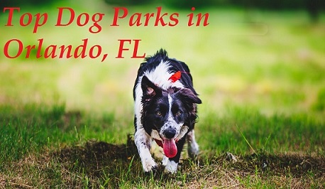 Top Dog Parks in Orlando, FL | camdenliving.com | Guest Blogger