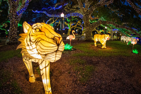 Zoo Lights