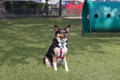 Dog model sitting near agility equipment in the dog park at Camden Legacy Park