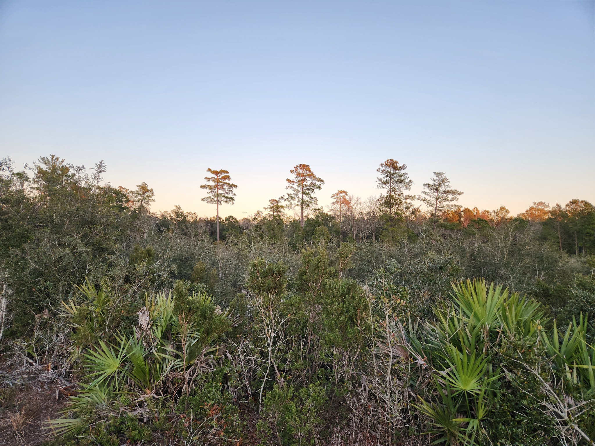 Small forest at Kelly Park Natural reserve