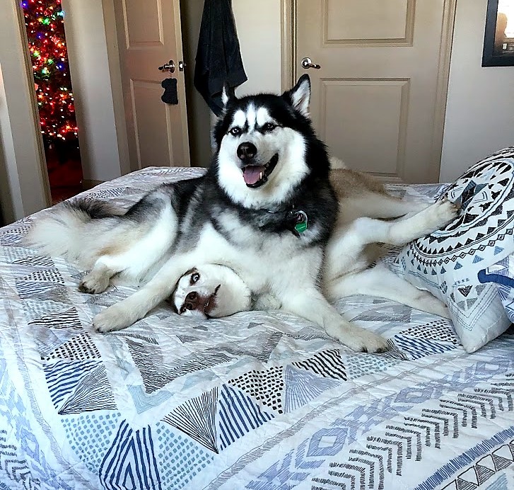 Aspen and Knox on the Bed