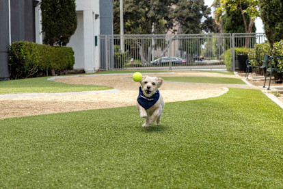 camden main and jamboree apartments irvine ca dog park with seating