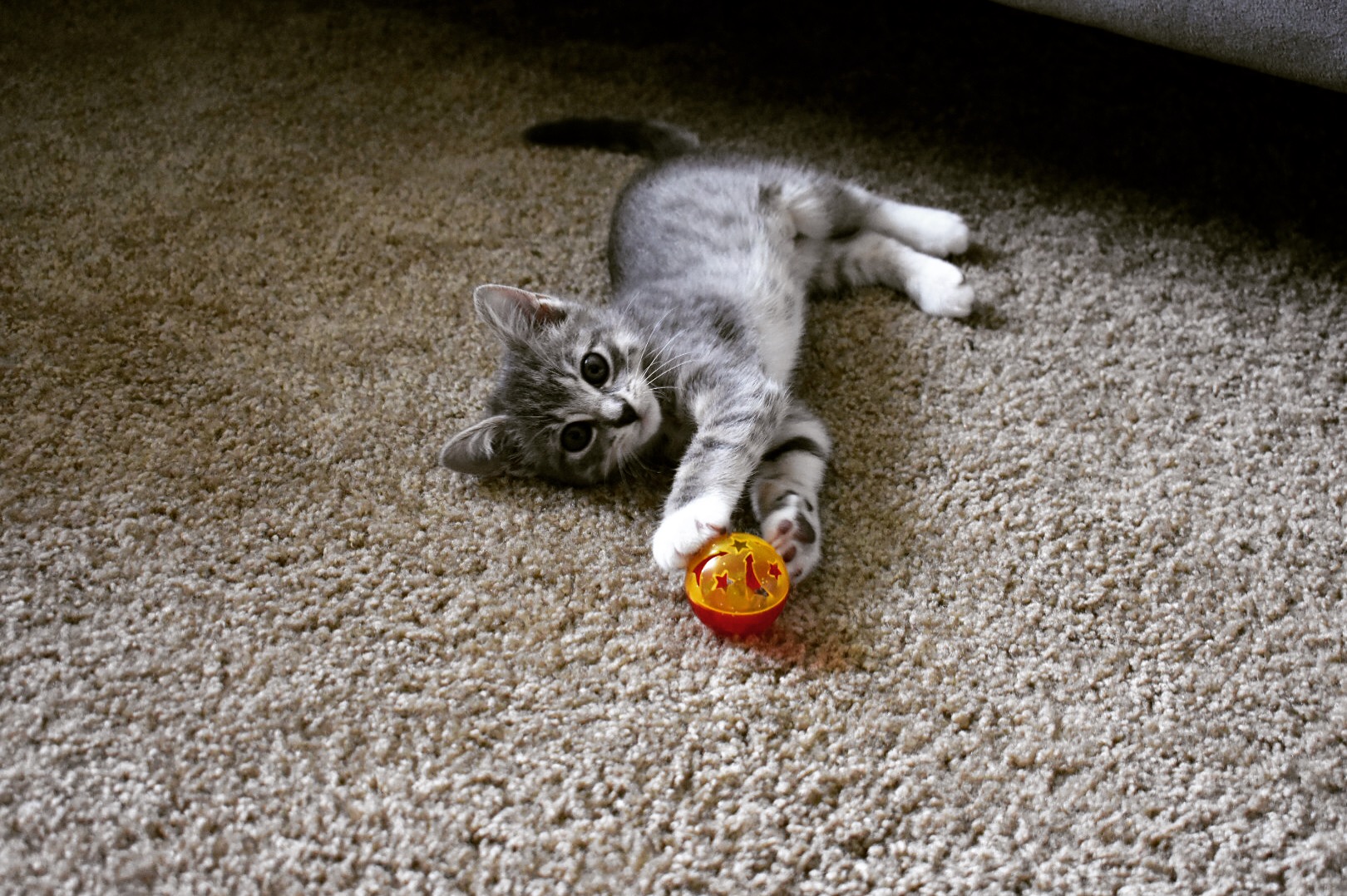 apartment-fun-for-your-cat-toys-play