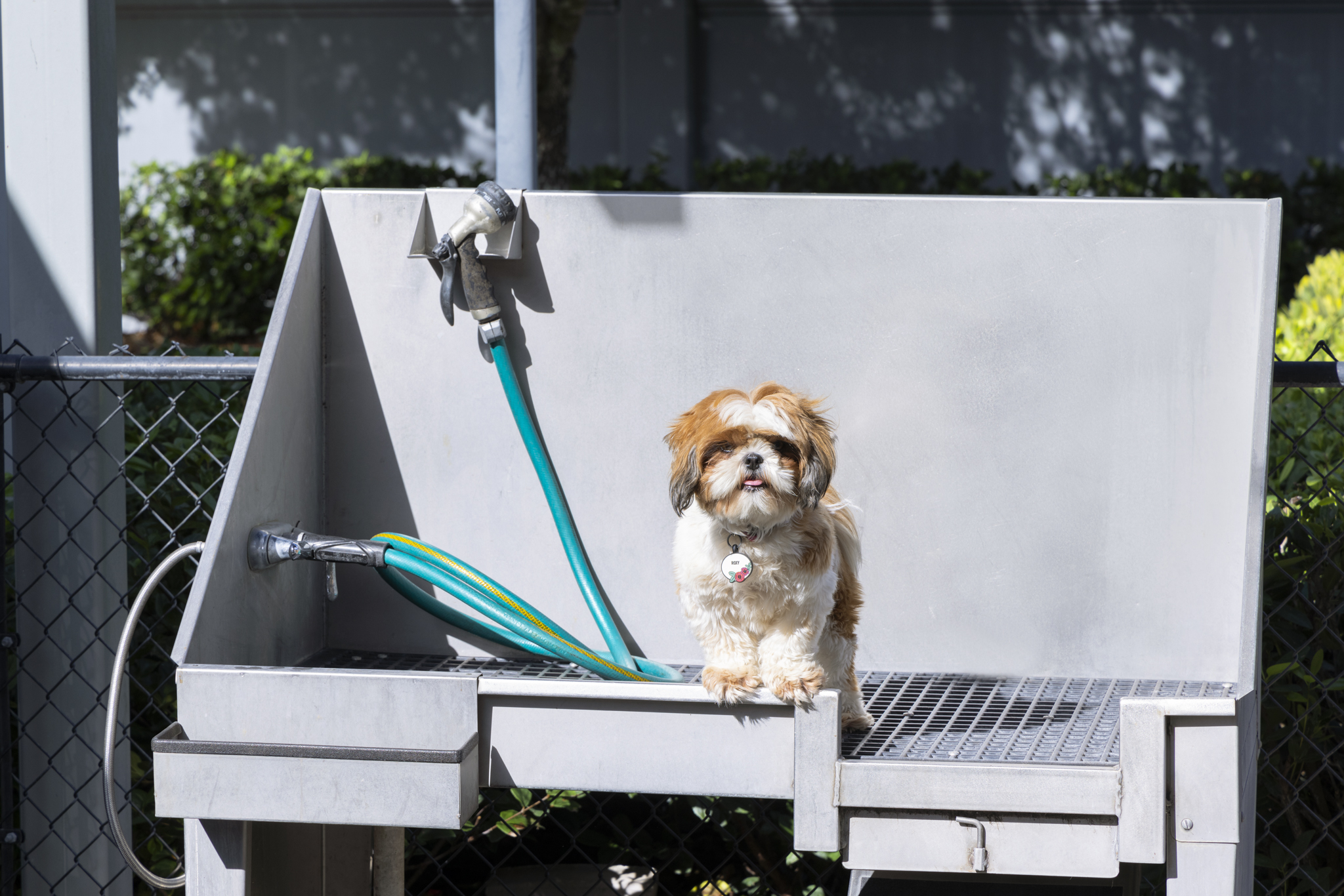 No bathtub is needed when you can take your dog to the pet grooming station.
