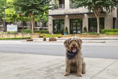 Resident dog model sitting in front of Leasing Center.