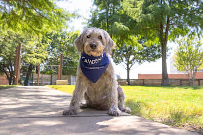 Dog model in the dog park at Camden Design District apartments in Dallas, TX