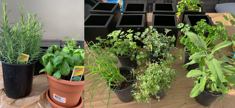 Easy apartment herb garden PLANTS