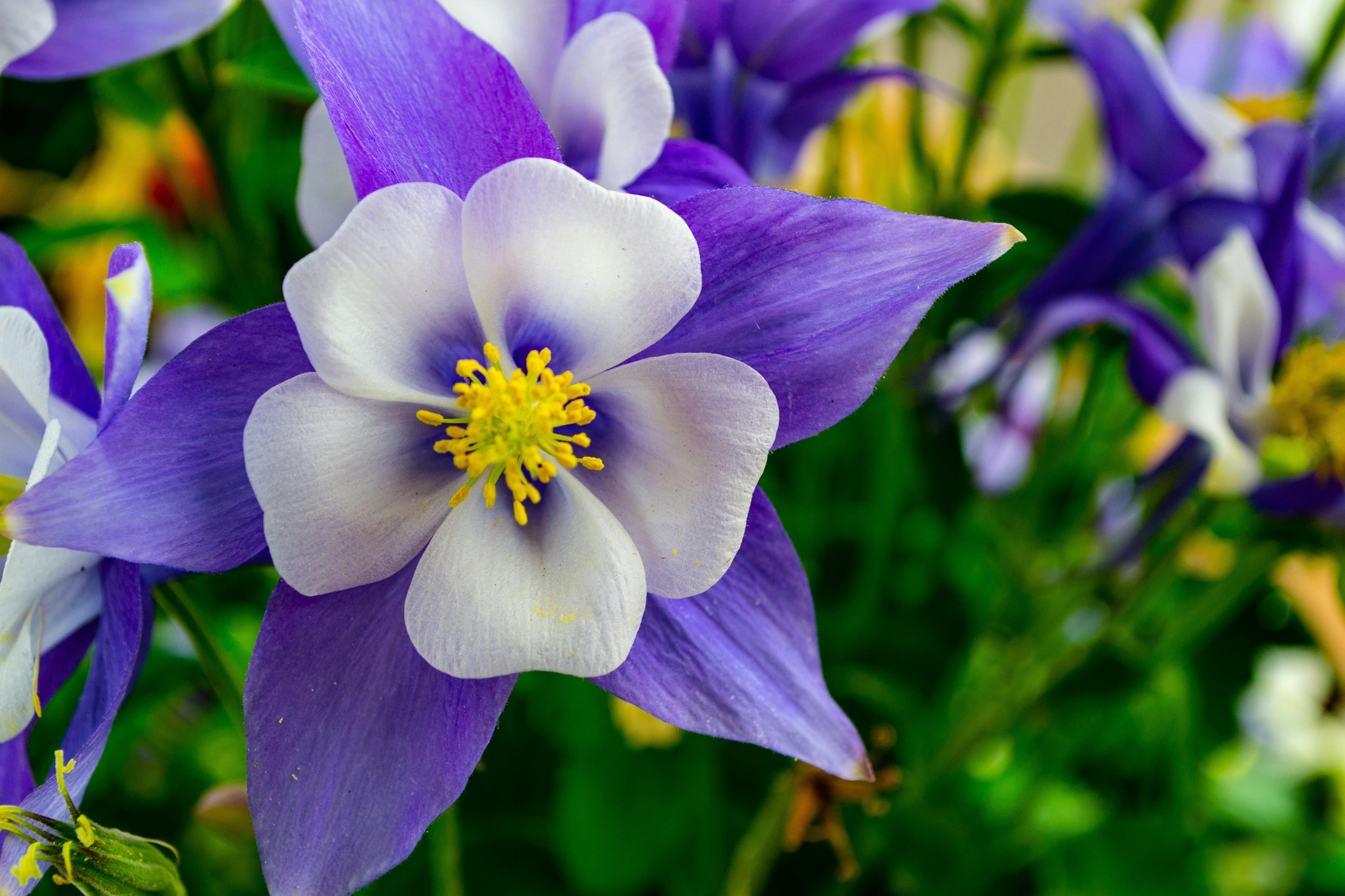 Pexels- Photo by Brett Sayles : https://www.pexels.com/photo/shallow-focus-photography-of-white-and-purple-flowers-1055756/