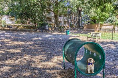 Private, fenced dog park with agility equipment at Camden Fairview Apartments in Charlotte, NC