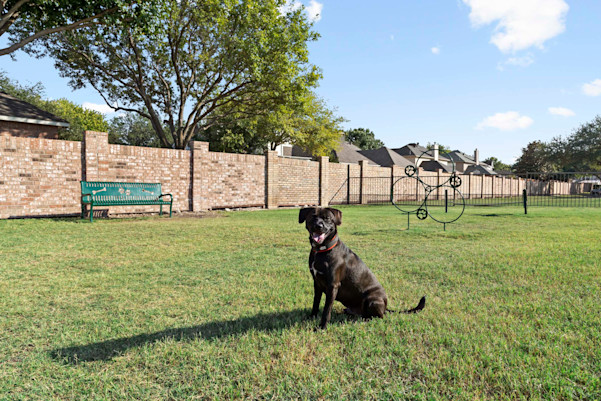 Dog model sitting in the dog park at Camden Legacy Creek