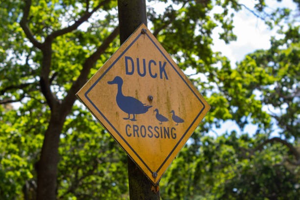 duck crossing sign, pexels
