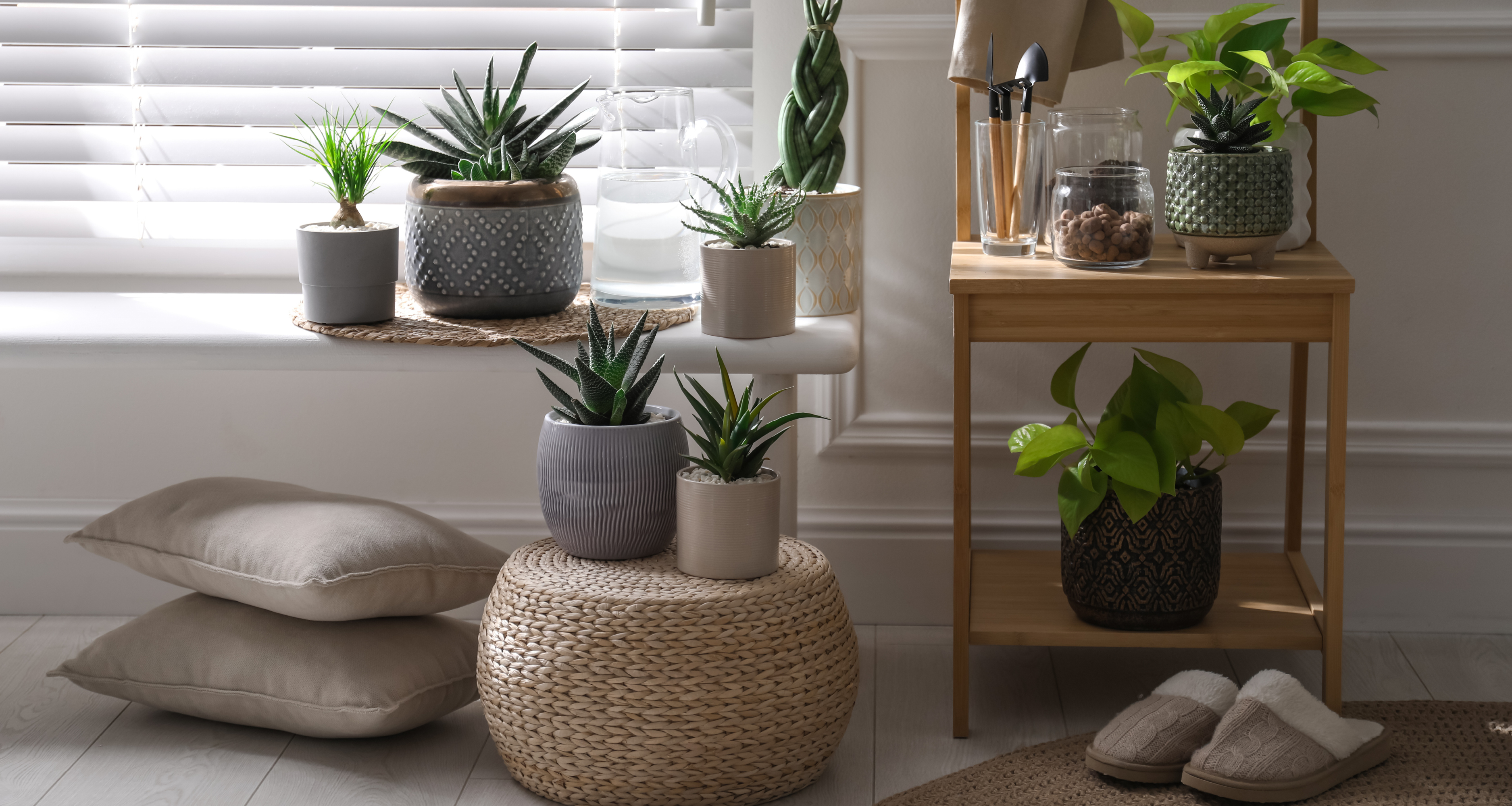 photo courtesy of Istock
plants, plant care, indoor plants, apartment plant
hdr-blog-winter-plant-care-istock-1319187470-2022