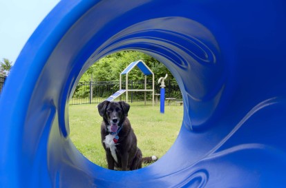 Onsite dog park with agility equipment at Camden Franklin Park