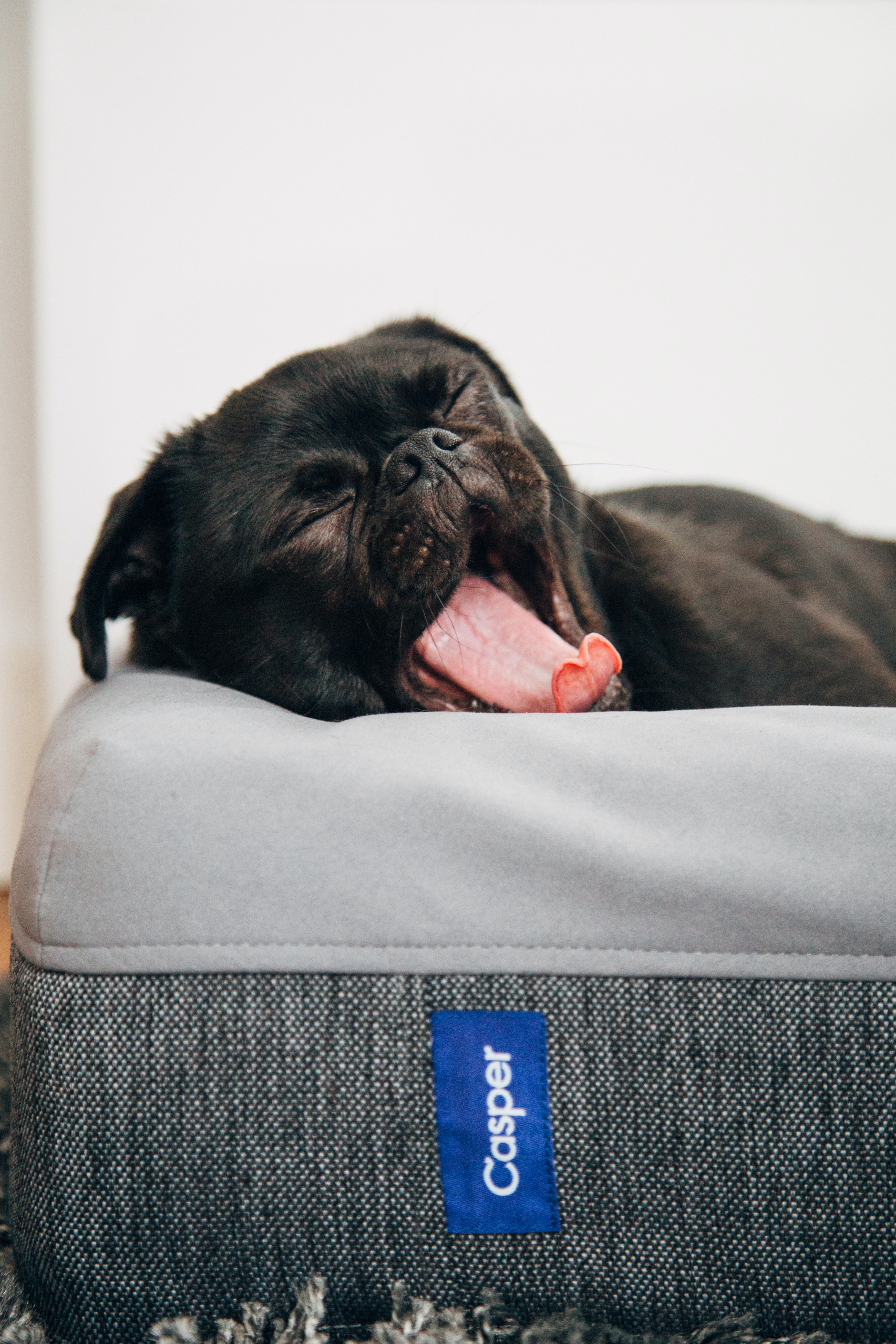 Photo by Charles Deluvio on Unsplash
puppy  yawning, tired dog, dog sleeping