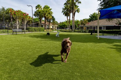 Large dog park with sun shades