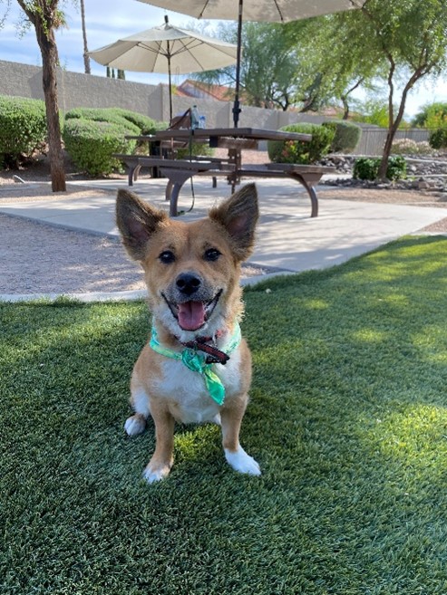 Ziggy at Camden San Marcos Dog Park- Photo Courtesy of Jourdan