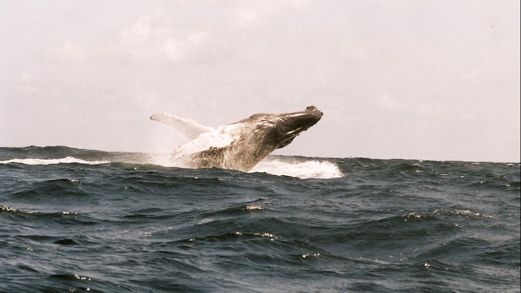 Whale Watching, Dominican Republic