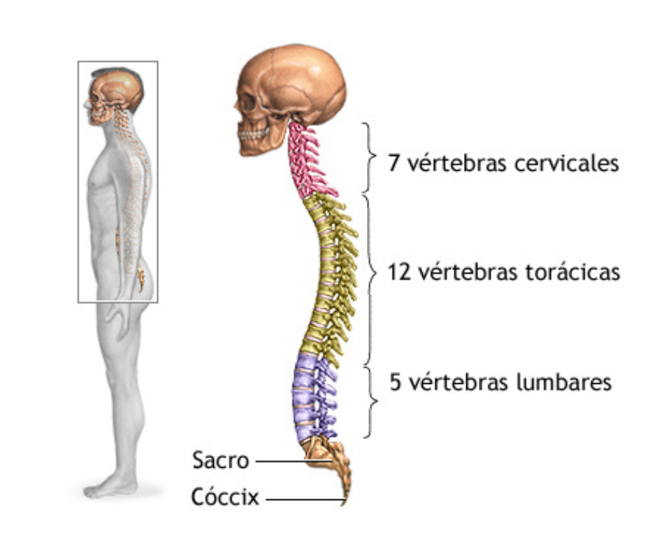 columna