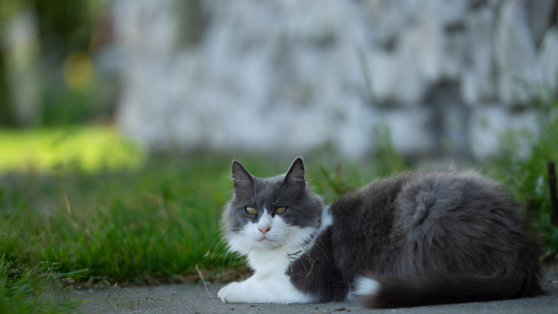 Cremation Services  The Humane Society of Kitchener Waterloo & Stratford  Perth