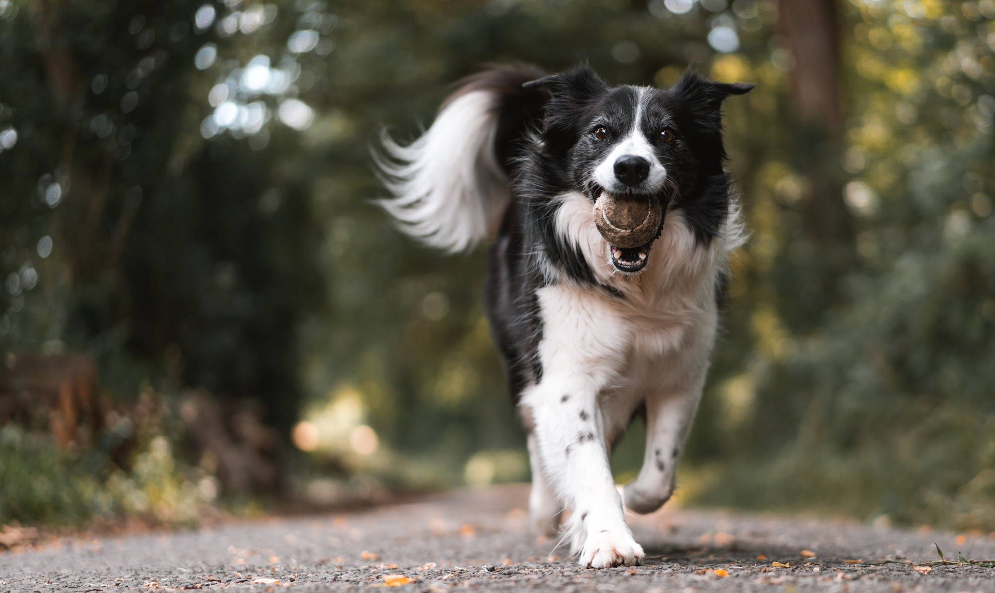 Dog running on a trail with a tennis ball in his mouth