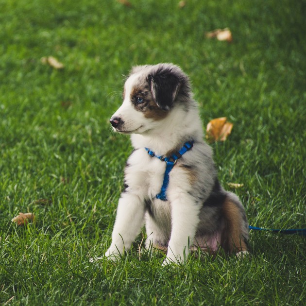 Dogs | Humane Society of Kitchener Waterloo & Stratford Perth