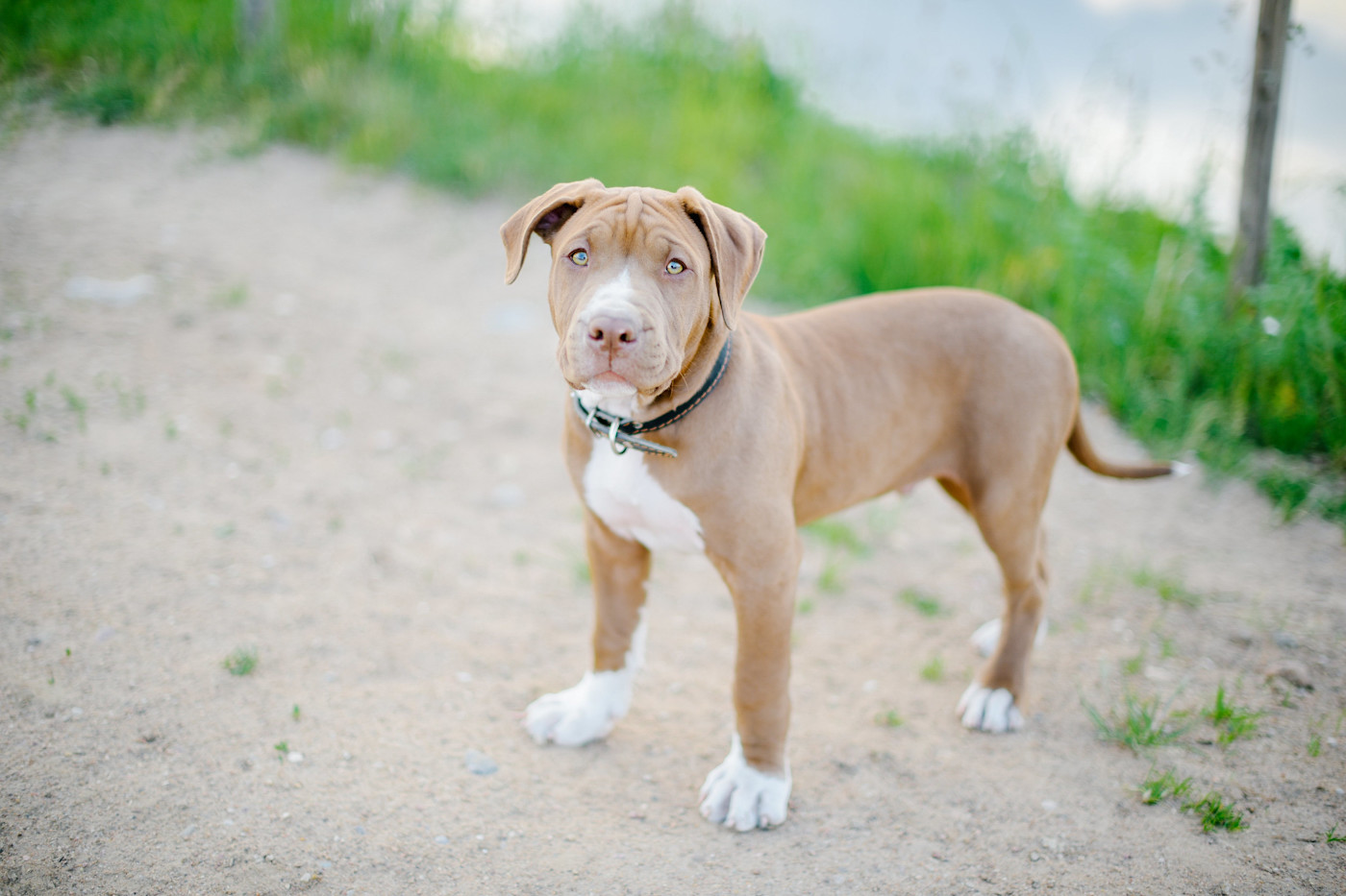 A young dog standing outside.