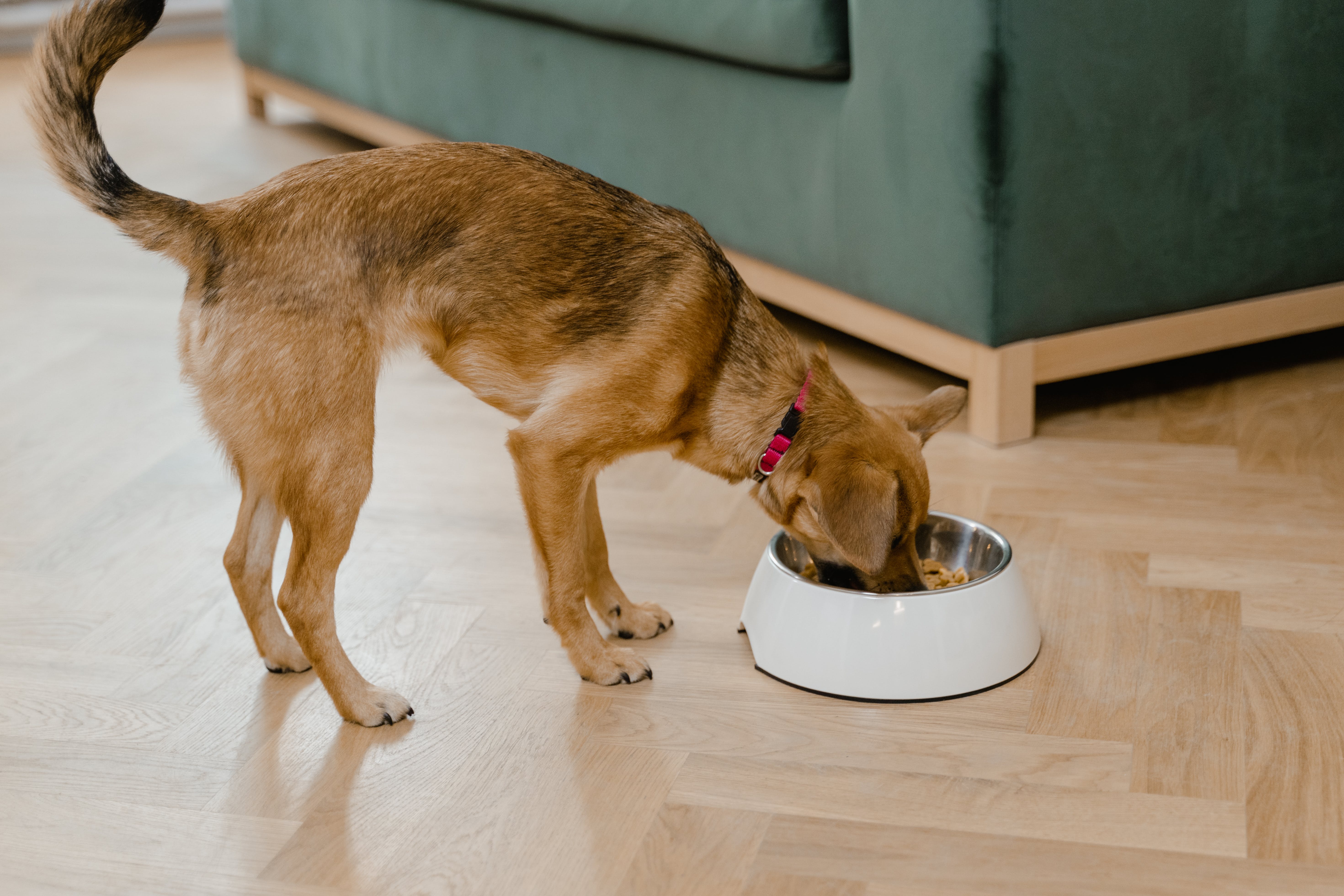 Pet Pantry Program The Humane Society of Kitchener Waterloo